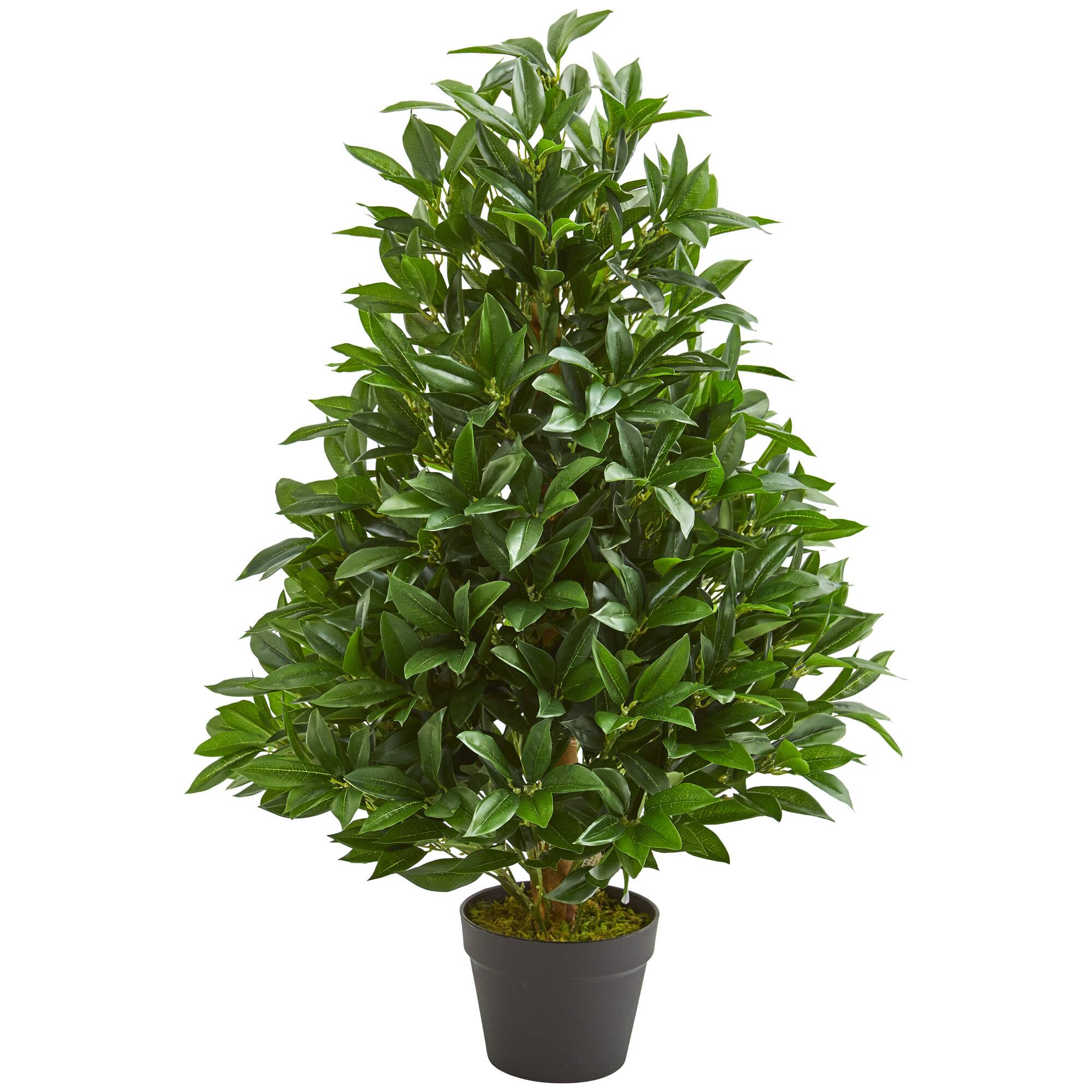 3ft. Potted Bay Leaf Cone Topiary Tree